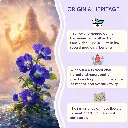 Butterfly Pea Flower Infusion